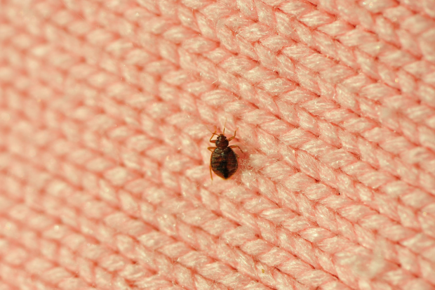 Bed-Bug-Treatment - Jurupa Valley Best Pest Pros | Jurupa Valley, CA | 951-336-1779