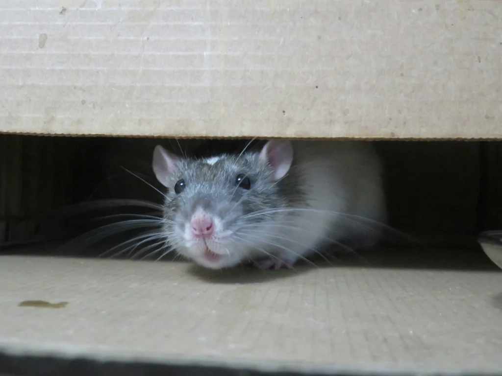 Common-Signs-of-a-Rodent-Problem - Jurupa Valley Best Pest Pros | Jurupa Valley, CA | 951-336-1779