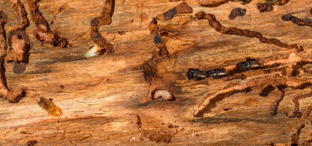 Is Your Home at Risk for Termite Damage - Jurupa Valley Best Pest Pros | Jurupa Valley, CA | 951-336-1779