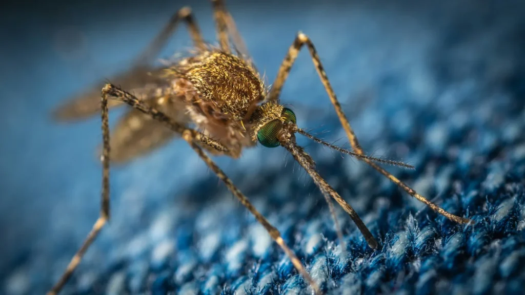 Mosquito Control - Jurupa Valley Best Pest Pros | Jurupa Valley, CA | 951-336-1779