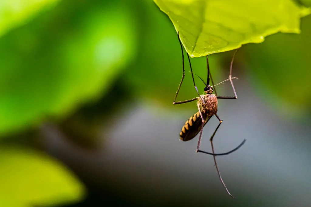 Mosquito-Control-for-Every-Outdoor-Space - Jurupa Valley Best Pest Pros | Jurupa Valley, CA | 951-336-1779