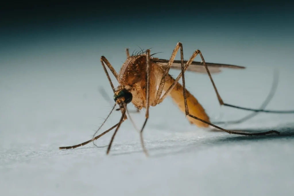 Protect Your Family from Mosquito-Borne-Diseases - Jurupa Valley Best Pest Pros | Jurupa Valley, CA | 951-336-1779