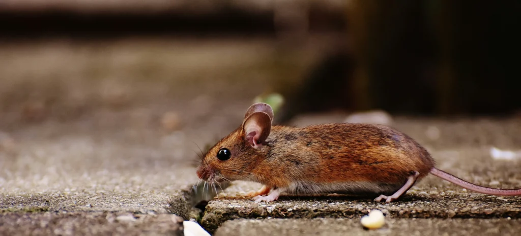 Residential-Commercial-Rodent-Solutions - Jurupa Valley Best Pest Pros | Jurupa Valley, CA | 951-336-1779