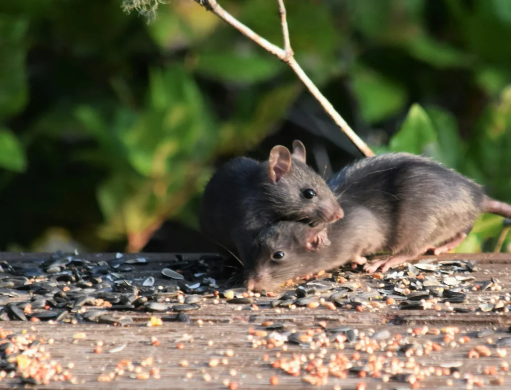 Rodent-Removal - Jurupa Valley Best Pest Pros | Jurupa Valley, CA | 951-336-1779