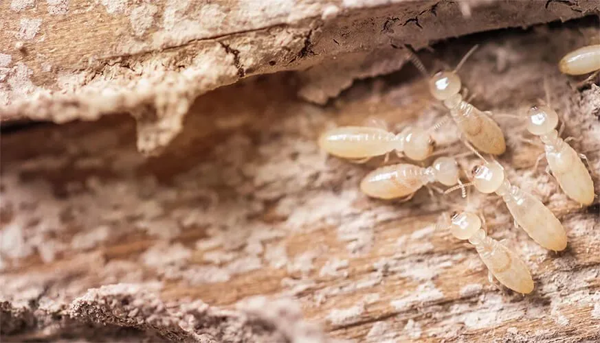 Signs You May Have a Termite Infestation - Jurupa Valley Best Pest Pros | Jurupa Valley, CA | 951-336-1779