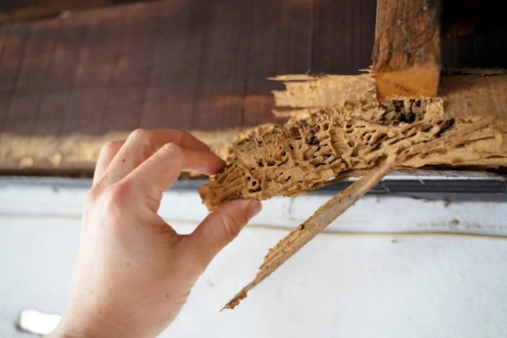 Termite Control - Jurupa Valley Best Pest Pros | Jurupa Valley, CA | 951-336-1779