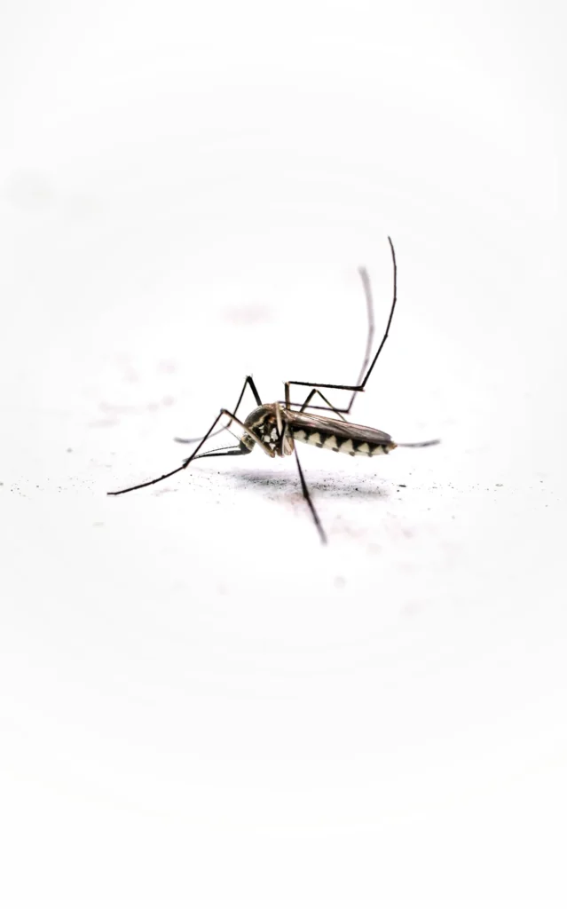 Tired of Mosquitoes Ruining Your Evenings - Jurupa Valley Best Pest Pros | Jurupa Valley, CA | 951-336-1779