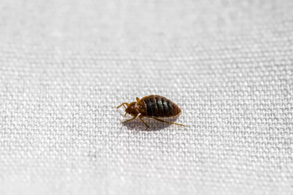 Why Bed Bug Heat Treatments Work Best - Jurupa Valley Best Pest Pros | Jurupa Valley, CA | 951-336-1779