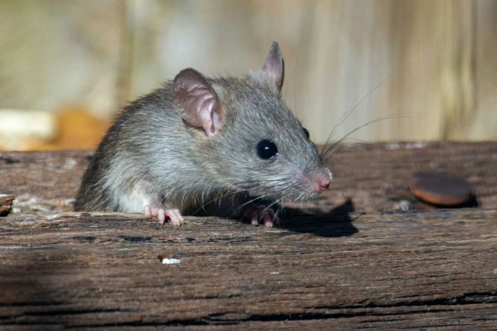 Why-Choose-Our-Rodent-Exterminators - Jurupa Valley Best Pest Pros | Jurupa Valley, CA | 951-336-1779